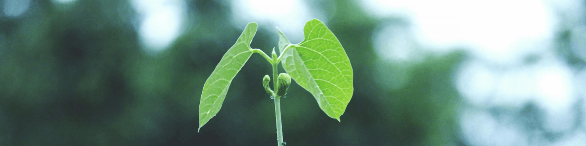 TOWARDS A ROBUST AND SUSTAINABLE FUTURE: